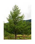 Модрина японська Larix kaempferi у ландшафтному саду